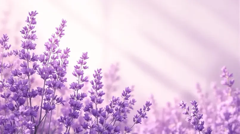 治愈时光精选
